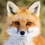 TheBloodAngel99's Avatar