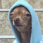 BaseballSTL's Avatar'