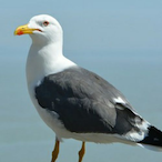 momo_la_mouette's Avatar'
