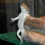 SnooopBulldog's Avatar'