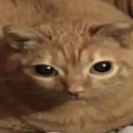LasangCat's Avatar'