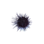 uni.uniuni's Avatar'