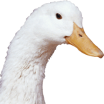 Bissa_Bollub's Avatar'