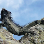 IguanaKeeper's Avatar'