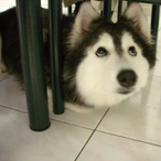 msg 4da sab's Avatar'