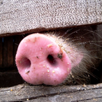 Trimlamange's Avatar'