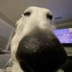 themelonman71's Avatar'