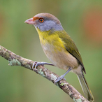 leilagugel...'s Avatar'