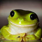 ThePawnHater's Avatar'