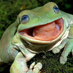 Frog_no_Frock's Avatar'