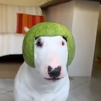 TheBengaSlayer's Avatar'