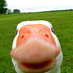 TUC_Syndrome's Avatar'