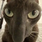 L8NiteSpec_'s Avatar'