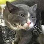 FPS30Warrior's Avatar'