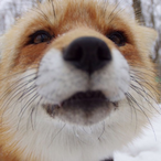 Paw-Me-Mommy's Avatar