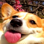 DANGERRCLOSE's Avatar