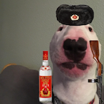 bracciprime's Avatar'