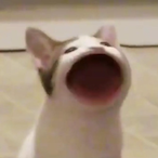 ShooobyDoooby's Avatar'