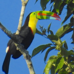 toucanhams-'s Avatar'