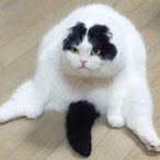 CawkMastaFlex's Avatar'