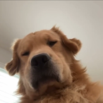 AWalkingMale's Avatar'