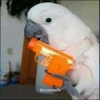 UnwilledOwl1427's Avatar'