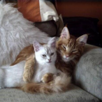 sariikedii.CREW's Avatar'