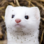Confused_Weasel's Avatar'
