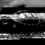 Texture_Turtle's Avatar'