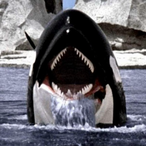 Orca_59's Avatar'