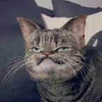 the_silverliner's Avatar