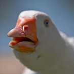 UgandanDimitry's Avatar'