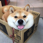 Shoobie_InU's Avatar'