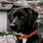 Max.PUlSSANT's Avatar'