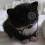Mister.Mittens's Avatar'