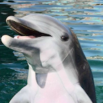 Dolphine's Avatar'