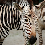 X-Zebra-X's Avatar'