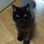 Potato_Sweetcat's Avatar'