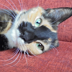 Disconnqcted's Avatar'