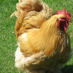 Colonel_Vayt0n's Avatar'