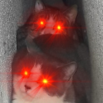 snowyy_kitten's Avatar'