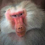 Baboon--_'s Avatar'