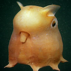 BqIyx's Avatar'