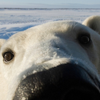 PolarBearini's Avatar