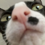 FAT_Lokako69's Avatar'