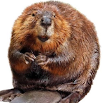 ALargeBeaver's Avatar'