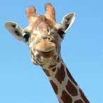 giraffemen's Avatar'
