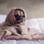 Depresso.Pugo's Avatar'