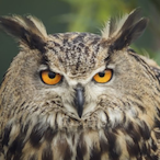 RAVENNAILPELATOS's Avatar'