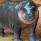 Baby-Hippo's Avatar'